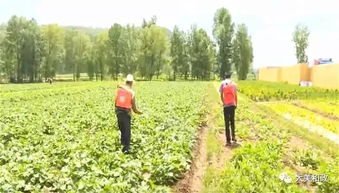 临夏州和政县积极开展农作物病虫害统防统治，保障农业丰收