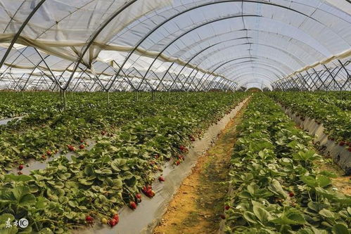 美国新型生物农场 社区居民入股共享农业新模式