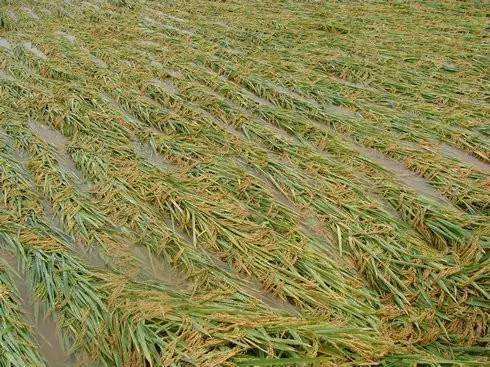 天鸽台风后农作物灾后应对措施 柑橘、玉米、水稻、火龙果及蔬菜应急指南