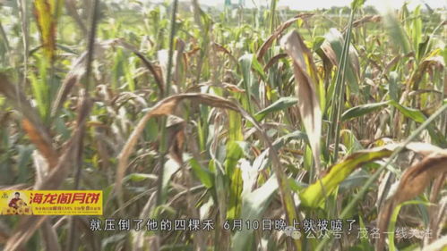 茂名农作物枯萎发黄现象调查与村民关切