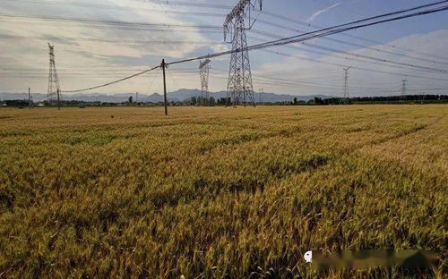 我国农作物良种覆盖率超96%，自主选育品种面积占比超95%，水果种植业蓬勃发展