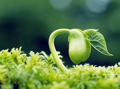 农作物生长的五大关键条件