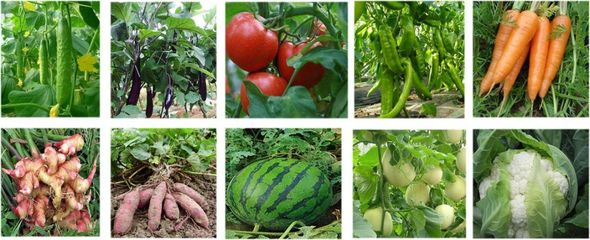 无毒更高效！富朗防线护根菌剂 守护水果种植的绿色革命