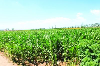 景泰县国土资源工作纪实 沃土育佳果，科技兴农谱新篇