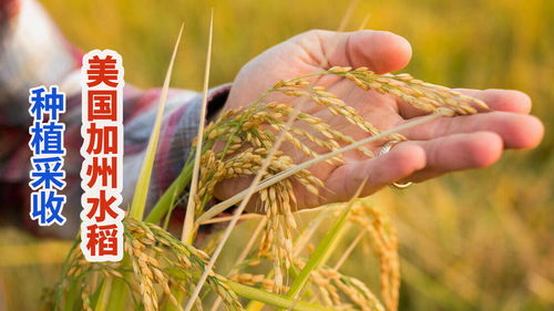 生态农业的双重奏 加州稻农的湿地保育与水果种植的可持续智慧