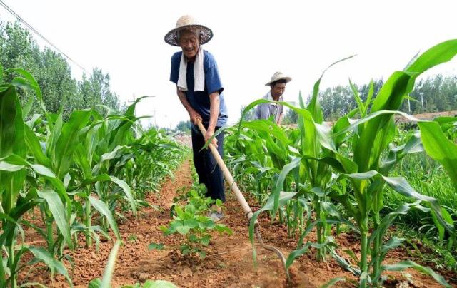 手工种植与机械种植的优缺点对比分析