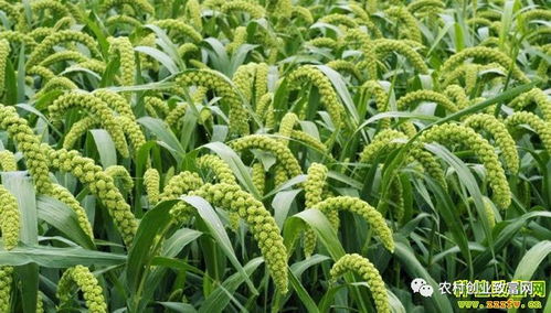 2018年蔬菜种植前景分析 哪些品种值得关注？