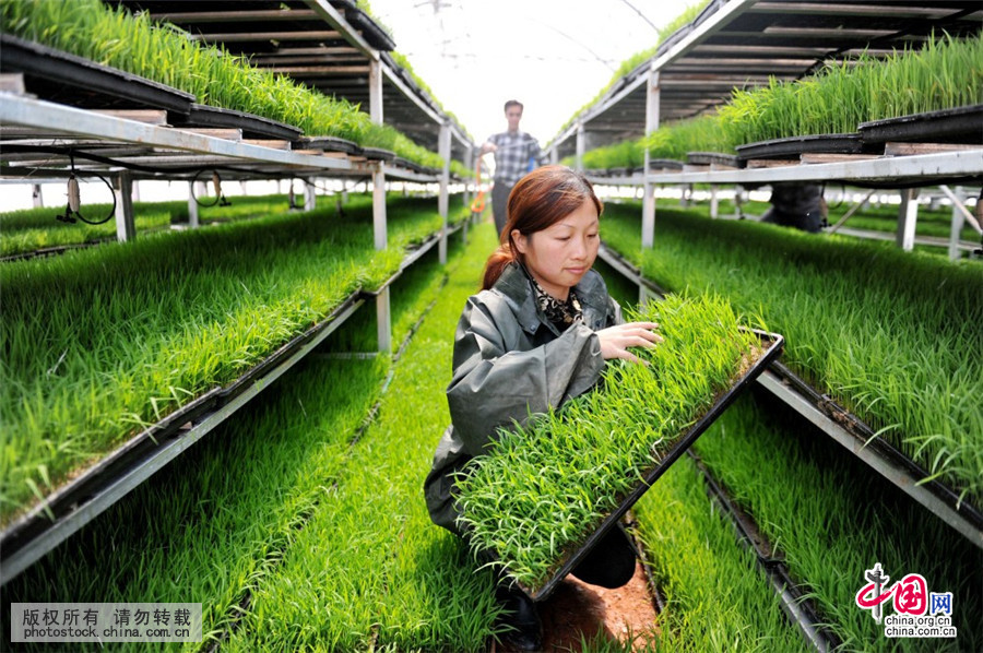 江西实现早稻工厂化无土育苗规模化种植 农业现代化的新蓝本