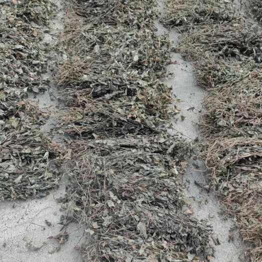 贵州省第七批拟停止推广主要农作物品种公示