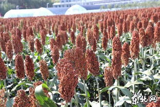 黑龙江垦区农作物长势喜人 水稻玉米丰收在望