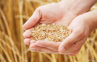 真菌侵袭 全球粮食作物年减产1.25亿吨及水果种植的挑战