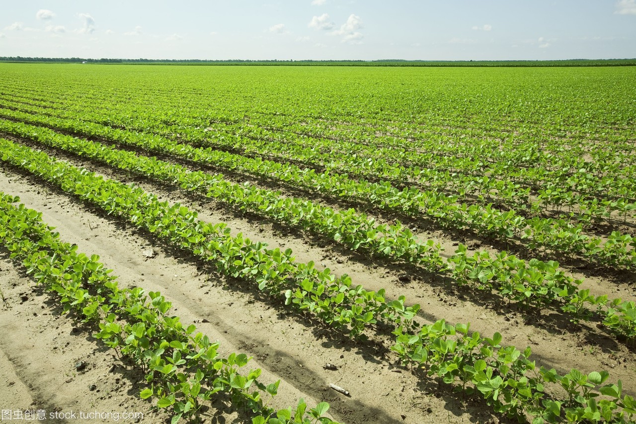 大范围早期生长大豆植物的双排种植技术与产量提升