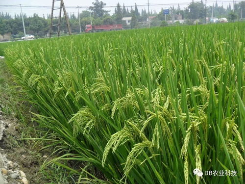 国家农作物品种审定委员会主要农作物品种审定标准修改解读及其对水果种植的影响