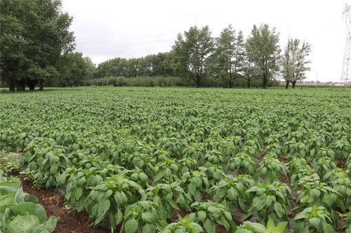 及时雨 缓解旱情与促进农作物生长的有效助力