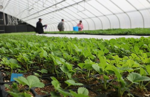 太空出差半年的农作物种子回家了，航天育种有何不同？
